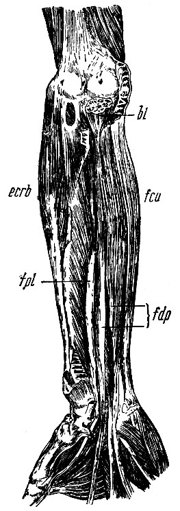 . 153.      . fdp - m. flexor digitorum communis profundus; fpl - m. flexor pollicis longus;  , : bi -   m. brachialis interni; fcu - m. flexor carpi ulnaris; ecrb - m. extensor carpi radialis brevis