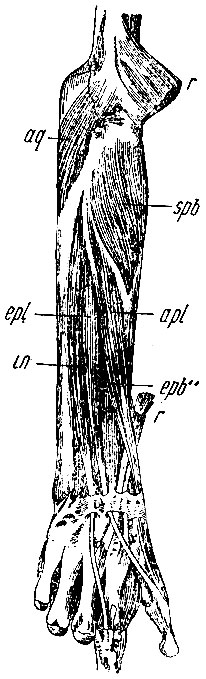 . 156.     . spb - m. supinator brevis; apl - m. abductor pollicis longus; epb - m. extensor pollicis brevis; epl - m. extensor pollicis longus; in - m. indicator.  , : aq - anconeus parvus; r, r -   mm. extensorum carpi radialium