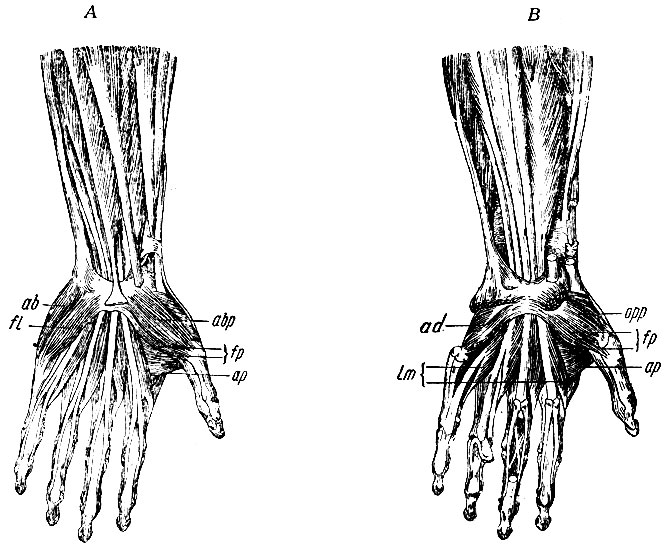 . 157.  .  - ;  -  .  . : b - m. abductor pollicis brevis; fp -   . flexoris pollicis brevis;  - m. abductor pollicis; ab - m. abductor digiti minimi; fl - m. flexor digiti minimi.  .  : m. abductor pollicis brevis, abductor et flexor digiti minimi; : opp - m. opponens pollicis; fp -   m-li flexoris pollicis; ap - m. abductor pollicis; ad - m. adductor s. opponens digiti minimi; lm -   mm. lumbricales