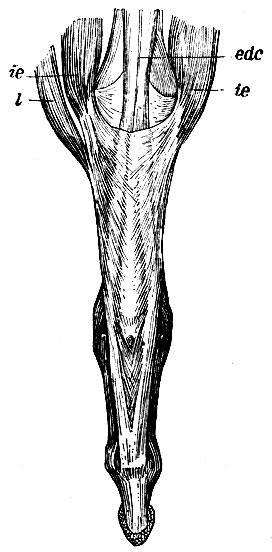 . 159.     (III)     . edc -  m. extensor is digitorum longi; ie, ie- mm. interossei externi; l - m. lumbricalis