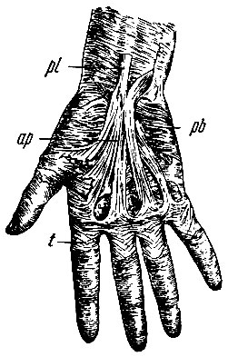 . 160. a -  ; pl -     m. palmaris longi; pb - m. palmaris brevis; t -   