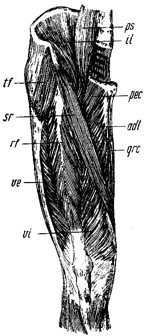 . 161.   . tf - m. tensor fasciae latae; sr - . sartor ins; rf - m. rectus cruris; ve - m. vastus externus; vi - ra. vastus internus.    : il - m. iliacus internus; ps - m. psoas.     : pec-m. pectineus; adl - m. adductor longus; grc - m. gracilis