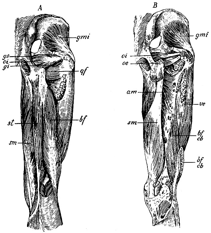 . 162.    :  -  ;  -  . bf - m. biceps femoris; bf, cb -   m. bicipitis; st - m. semitendinosus; sm - m. semimembranosus; bf, cb ( . ) -    m. bicipitis.     : gmi - m. glutaeus minimus; oi - m. obturator internus; gs, gi - mm. gemelli; qf - m. quadratus femoris; ve - m. vastus externus