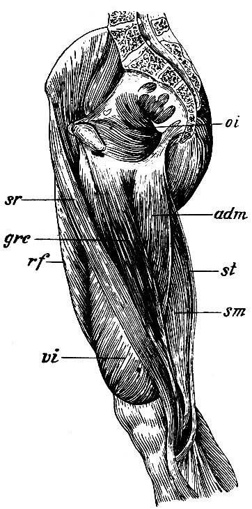 . 163.   .     : grc - m. gracilis; adm - m. adductor magnus.      : sr - m. sartorius; rf - m. rectus cruris; vi - m. vastus internus; st - m. semitendinosus; sm - m. semimembranosus; oi - m. obturator internus
