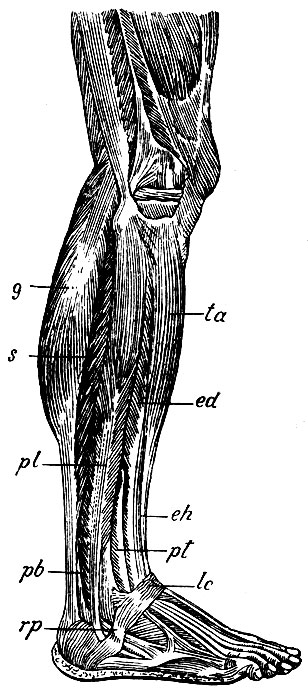 . 165.      . ta - m. tibialis anticus; ed - m. extensor digitorum communis longus; eh - m. extensor hallucis; pl - m. peronaeus longus; pb-m. peronaeus brevis; rp - retinaculum peronaeorum; lc - lig. cruciatum.     : g - m. gastrocnemius; - sm. soleus