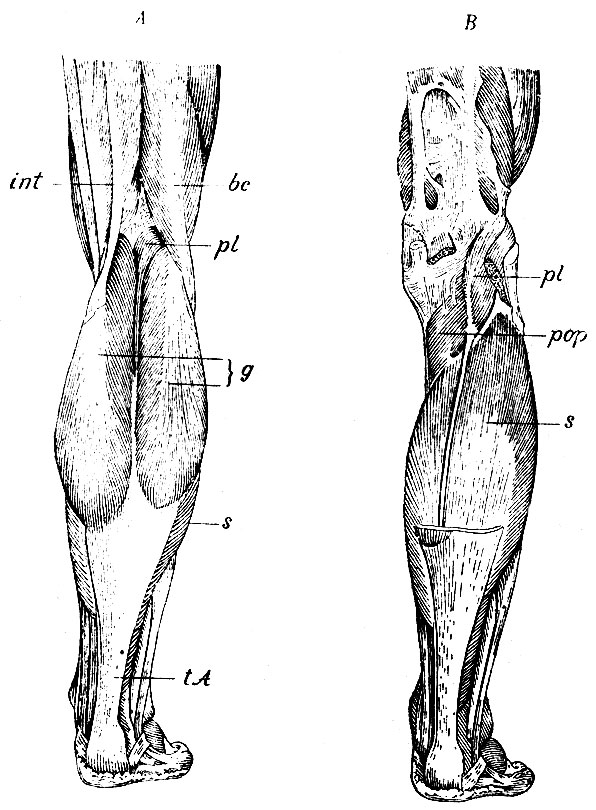 . 166.    .  -  ;  -  . g - m. gastrocnemius; tA - tendo Achillis; s - m. soleus; pl - m. plantaris; pop - m. popliteus.     : int -   m. semitendinosi, semimembranosi, gracilis et sartorii; bc -   . bicipitis femoris