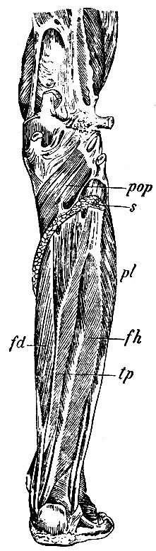 . 167.     . fh - m. flexor hallucis longus; tp - m. tibialis posticus; fd - m. flexor digitorum communis; pop - m. popliteus; s -  m. soleus; pl - m. peronaeus longus