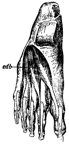 . 168.   . fdb - m. flexor digitorum communis brevis; ah - m. abductor hallucis; adm - m. abductor digiti minimi