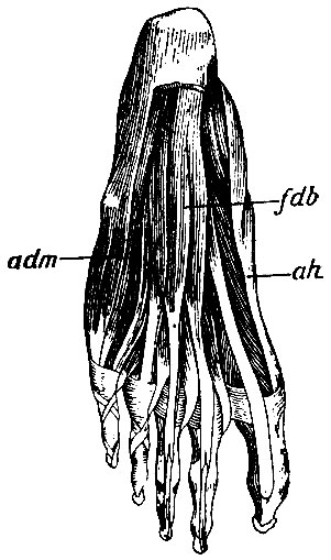 . 169.   . edb - m. extensor digitorum communis