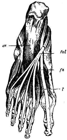 . 170.    . fal -  m. fiexoris digitorum communis longi; cs - caro quadrata Sylvii; l - m. lumbricales; fh -  m. flexor hallucis