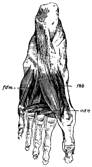 . 171.    . fhb - m. flexor hallucis brevis; adh - m. adductor hallucis; fdm - m. flexor digit minimi