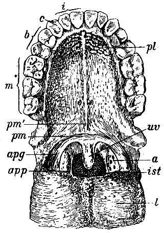 . 174.         .  (/)   )  . pl -     ; pt -     ;  -  ; uv - uvula; apg - arcus palato-glossus; app - arcus palato-pharyngeus; a -  ; ist - isthmus faucium; i - ;  - ; b -   ; m -   