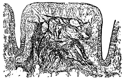 . 182.  papillae circumvallatae .   ,       ,      ( 65 )
