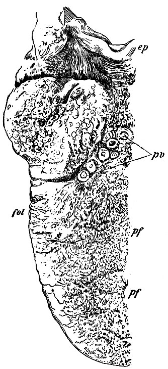 . 183.    ( ), pv - papillae circumvallatae; pf, pf - ,   ,           ; fol - papillae foliatae;  - epiglottis ()