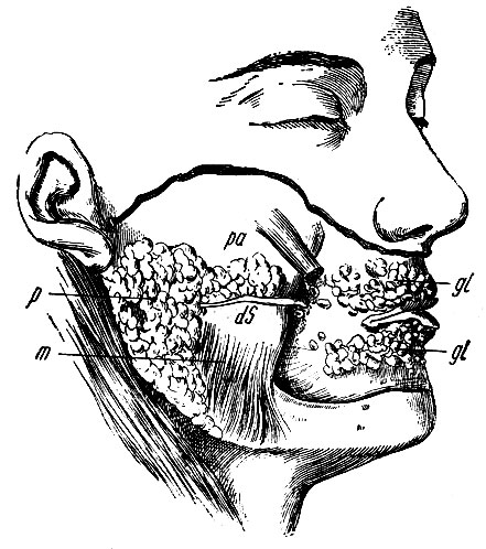 . 186.   , parotis,       .  - gl. parotis, m - m. masseter; dS - ductus Stenonianus; pa - gl. parotis accessora; gl, gl - glandulae labiales et buccales