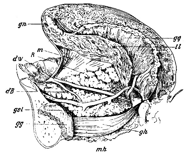 . 188.      ,   ,   .     . gg, gg -   m. genio-glossi,  ,   ,  ; gh - m. genio-hyoideus; mh - m. mylo-hyoideus; ll - m. lingualis longitudinalis; m -    ; gsl -     ; dB -   , ductus Bartholinianus; R -         - ductus Rivini; dW - ductus Whartonianus  ; gn - gl. Nuhnii