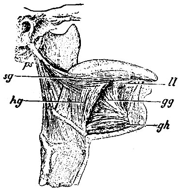 . 190.  . ll - m. lingualis longitudinalis; gg - m. genio-glossus; hg - m. hyo-glossus; sg - m. stylo-glossus; ps - processus styloideus os. tempor. (    ,   - m. stylo-pharyngeus); gh - m. genio-hyoideus