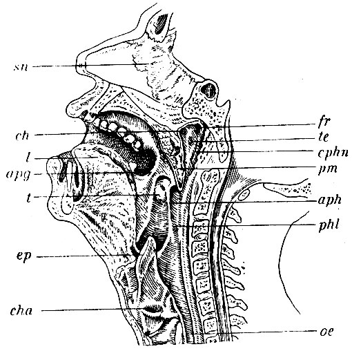 . 192.        ,  PI . cphn - cavum pharyngo-nasale; phl - cavum pharyngo-laryngeum; pm -  ,  ; ch - choana; te -   ; fr - fossa Rosenmulleri; t- ; apg - arcus palato-glossus  aph - arcus palato-pharyngeus  ; l - ;  - ; cha -   (  ,    ventriculus Morgagnii); oe - ; sn -  