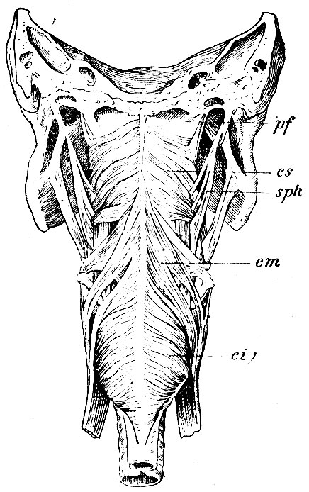 . 193.     . pf -  ,    ; cs - m. constrictor pharyngis superior; cm - m. constrictor pharyngis'medius; ci - m. constrictor pharyngis inferior; sph - m. stylo-pharyngeus