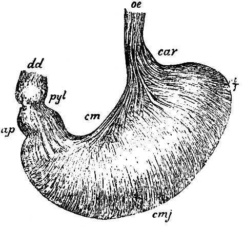 . 194. ,       ,        .  - ; r - , cardia; f - , fundus; pyl - , pylorus; cmj -  , curvatura major; cm - curvatura minor;  -  , antrum pyloricum; dd -   