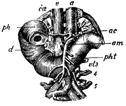 . 196.          .  ,    , . 12 -  ; vl 3 -   III  ; 4 -  ; 5 -   ;  -  ; v -   ;  - a. coeliaca; am - a. mesenterica superior; ph -    duodeni ( pylori  ,      , . .     ); d -  ; pht -    duodeni