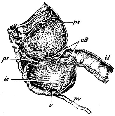 . 205.   ,      . ic - intestinum coecum; it - intestinum ilium; vB - valvula Bauhinii s. valvula coli ( ); pv - processus vermicular is; v -  ,    ; ps, ps - plicae sigmoideae