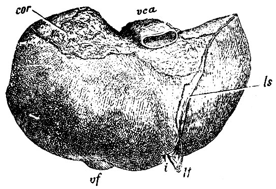 . 206.   ;    ,  - , ls - lig. suspensorium hepatis;    ,  ,  - , ; lt -  lig. teres; i - incisura hepatis; vf -   ,   -  ; vca - vena cava ascendens; cor - ,        lig. coronarii hepatis