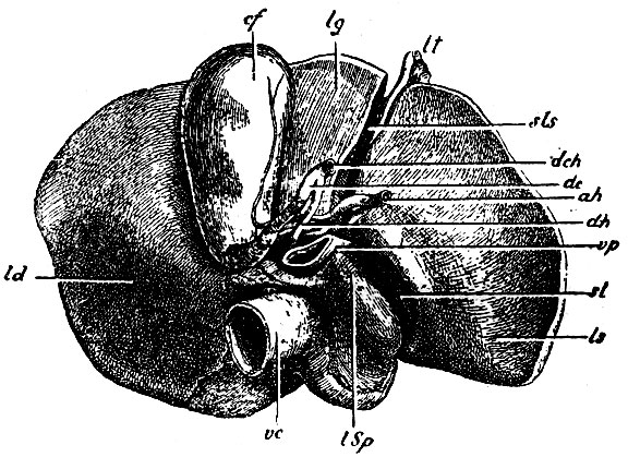 . 207.    (            ). ld - lobus dexter; lq - lobus quadratus; ls - lobus sinister; ISp - lobus Spigelii; cf-  ,     ; sls - sulcus longitudinalis sinister,    lt -   ; sl -     ,       ,   ductus venosus Arantii (      ); vc - vena cava ascendens,      .       : vp -   (vena portarum); dh - ductus hepaticus; ah - a. hepatica. Ductus hepaticus,     (dc)t    - ductus choledochus (dch)