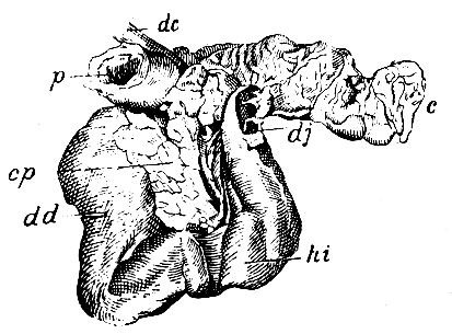 . 208.    duodenum,       . p - pylorus      duodeni; dd -   duodeni; hi -    duodeni; dj - flexura duodeno-jejunalis (); cp -   ;  -  ; dc - ductus choledochus ,     ductus pancreatico