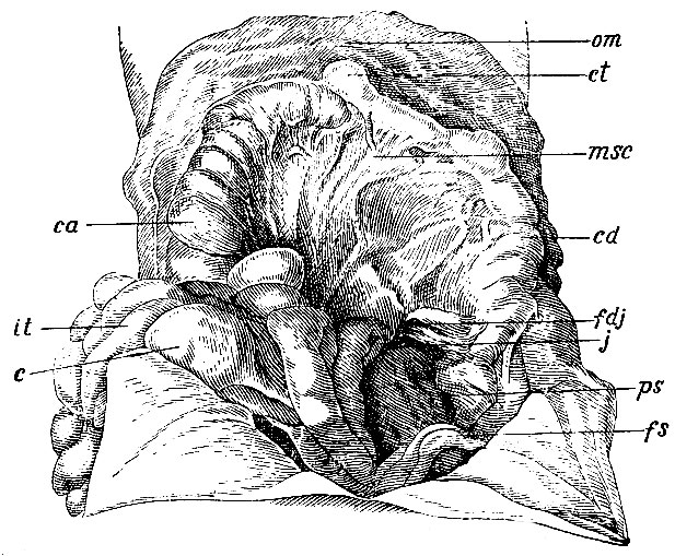 . 214.   ,   . 213,         ;      . j -        -     ; msc -    ; fdj - fossa duodeno-jejunalis; ct - colon transversum; cd - colon descendens; fs - flexura sigmoidea; ps - m. psoas;  - coecum; ca - colon ascendens; it -   ( )