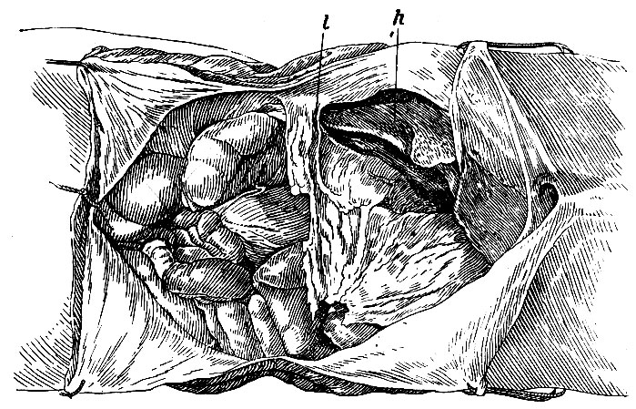 . 215.       ,    .     :  (h),   ,  ,     ;    -   ,   ;  colon     ,   colonis, ligamentum phrenico-colicum dextrum (l).     :     ,         ( )