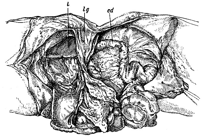 . 216.       ,    ,        .  (l)       .      ligamentum phrenico-colicum sinistrum (lg),       ; cd - colon descendens ( )