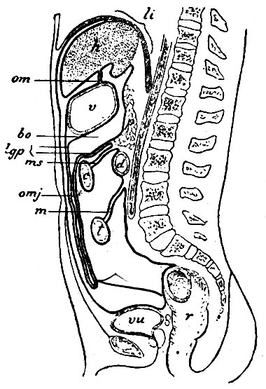 . 218.     (   )       : h - ; v - ;  -   ;  -  ; d -  ; t -   ( ); r -  ; vu -  ;    ,     ,         ,            :     lig. coronarium hepatis; m -  ; bo - bursa omentalis (      ); lgp - lig. gastro-pancreaticum,   ,   ,    (omj); ms -    ,         lig. gastro-pancreatici (     ,      meso-colon transv.,   ,   lig. gastro-pancreatici -  ); m -   