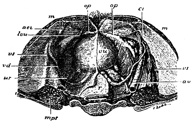 . 220.        ,     ( ).     ,   ,   ;  - os pubis; m -    ; vu - vesica urinaria; r - rectum (       , vas deferens  ,   ); av  - arteria et vena iliacae externae; vs - vasa spermatica; ci -    .       ;  - os pubis; m -   ; aei -  ,  arteria epigastrica inferiore; lvu - lig. vesicoumbilicale laterale; vs- ,   ; vd - ,    (vas deferens); ur - ,  ; mps - m. psoas major