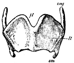 . 223.   . lt - lamina thyreoidea; cmj -  ; cm -  ; it - incisura thyreoidea