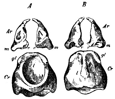 . 224.  -     . r - cartilago cricoidea, l - lamina cricoidea; gl -     ; r - cartilago arytaenoidea; m - processus muscularis; v - processus vocalis.  -    ;   