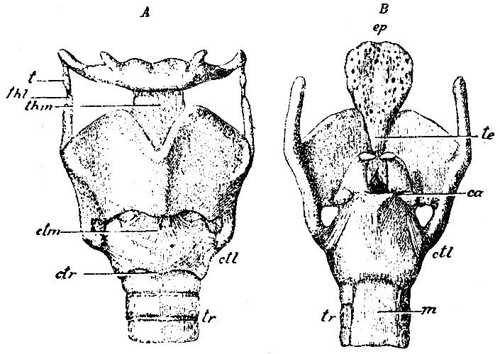 . 226. A -    . thl - lig. thyreo-hyoideum laterale; t - cartilago triticea; thm - lig. thyreo-hyoideum medium; ctm - lig. crico-thyreoideum medium; ctl - lig. crico-thyreoideum laterale; ctr - lig. crico-tracheale; trm- trachea.  -    . -epiglottis, te - lig. thyreo-epiglotticum; ctl - lig. crico-thyreoideum laterale; ca - lig. crico-arytaenoideum; tr - trachea; m -     