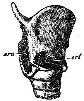 . 227.   . ri - m. crico-thyreoideus; ra - m. crico-arytaenoideus posticus