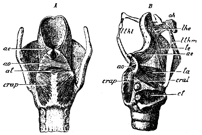 . 228.  -   . crap - m. crico-arytaenoideus posticus; ao - m. arytaenoideus obliquus; at - m. arytaenoideus transversus; ae - m. ary-epiglotticus.  -   . te - m. thyreo-epiglotticus; ae - m. ary-epiglotticus; ta - m. thyreo-arytaenoideus; cral - m. crico-arytaenoideus lateralis; crap - m. crico-arytaenoideus posticus; ao - m. arytaenoideus obliquus; ct - m. crico-thyreoideus,       ; lthm - lig. thyreo-hyoideum medium; the - lig. hyo-epiglotticum; lthl - lig. thyreo-hyoideum laterale; oh - os hyoideum (   )