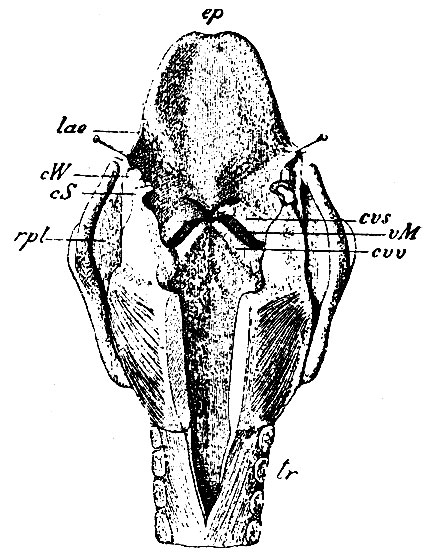 . 229.      .   ,    laminae cricoideae  .  - epiglottis,   ; lae - lig. ary-epiglotticum; cW - cartilago Wrisbergii   ; cS - cartilago Santorinii -     , cvs- chorda vocalis spuria; vM - ventriculus Morgagnii; cvv - chorda vocalis vera; tr - trachea,  ; rpl - recessus pharyngo-laryngeus