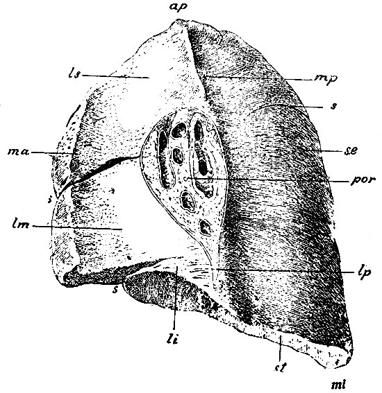 . 231.     . a - ; st -  ; se -  ;  -  ; mi -  ;  -  ; r -  ; l -   lig. pulmonalis; s, s, s - , sulci interlobulares; ls -  ; lm -  ; li -  