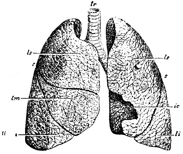 . 232.       . tr -  ; ls, ls- ; li, li -  ; lm -    ; fc - incisura cardiaca  