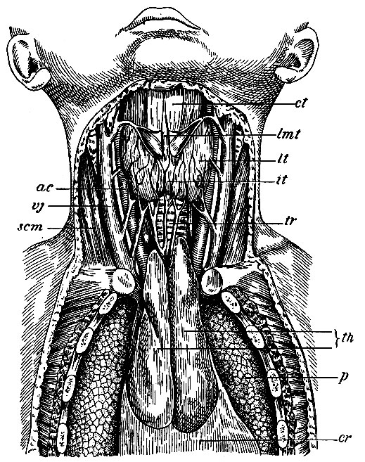 . 236.      . ct -  ; lt -    ; it - isthmus  ; lmt -    processus pyramidalis ; tr - trachea; th -     (thymus);  - ; r - ,   ; scm - m. sterno-cleido-mastoideus; ac - arteria carotis; vj - vena jugularis (      )