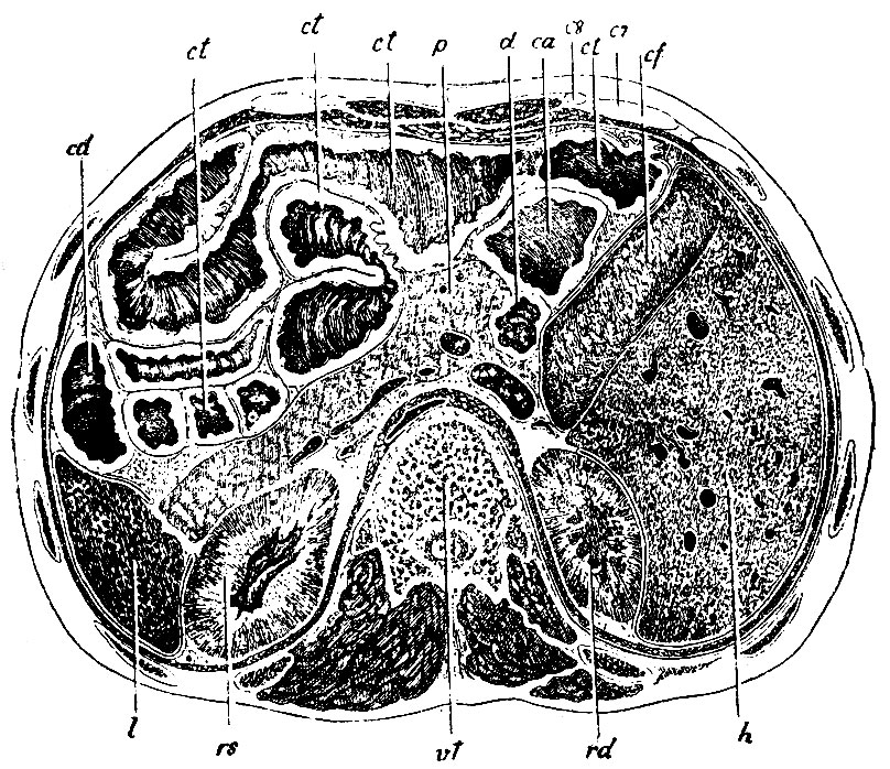 . 240.      XII   (). vt -  XII  ; rs -   rd -  ; h - ; cf -  ; 7 -  VII ; 8 -  VIII ; ct, ct - colon transversum; ca - colon ascendens; d - duodenum; p -  ; t -  ; cd - colon descendens; l - 