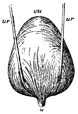 . 241.   (),     ,     .    , vu-vertex vesicae urinariae;  -  urethrae, ur, ur -   