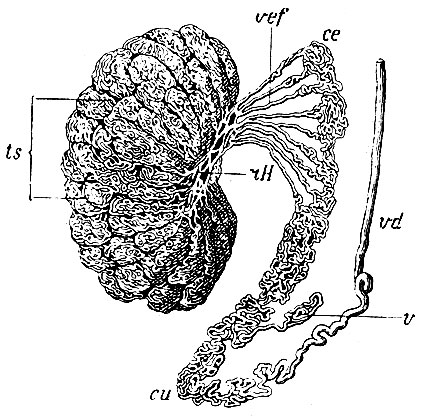 . 247.     ,    . ts - tubuli seminiferi,   ; r - rete Halleri; vef - vasa eff erentia; ce -  ; u -  ; v - vasa aberrantia; vd - vas deferens