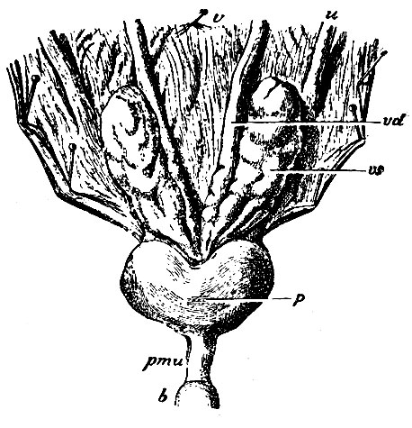 . 248.  -     ;  - pars membranacea urethrae; b - bulbus urethrae (); vs -  ; vd - vas. deferens; v -     (       ); u - 