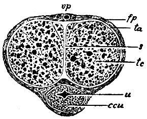 . 249.     . u -    ; cu -  corporis cavernosi urethrae; tc -  corporis cavernosi penis; s - septum  ; ta - tunica albuginea  ; fp - fascia penis; vp -      (vasa dorsalia penis)