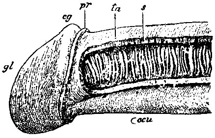 . 250.  ,       ,    corporum cavernosorum. gl - glans penis; eg - corona glandis; pr -  praeputium; ta - tunica albuginea; s - septum  