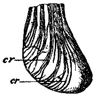 . 251.      ,     musculi cremasteris (cr)